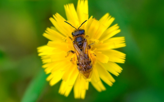 Pesticides : les Français majoritairement opposés au retour des néonicotinoïdes, selon un sondage